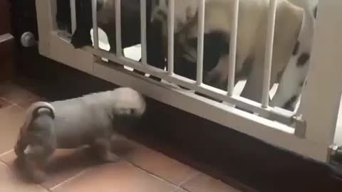 Dog: Come in. Dog: Come out