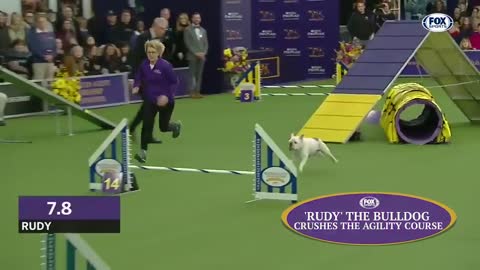 Watch 5 of the best WKC Dog Show moments to celebrate National Puppy Day | FOX SPORT