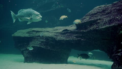 Video of Fishes in a Aquarium