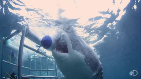 18-Foot Shark Attacks Cage | (Great White Serial Killer)