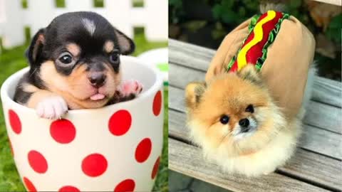 Sweet Puppies Acting Cute And Funny | Hilarious compilation
