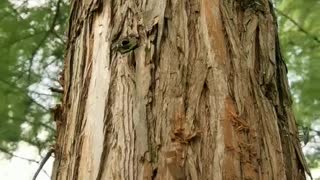 barked tree trunk