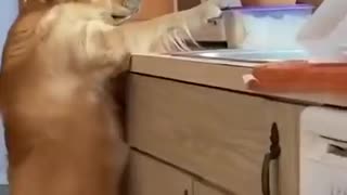 Dog gets caught while stealing food