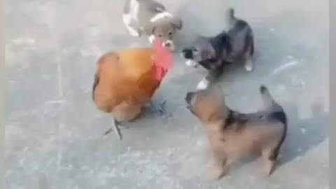 Dog vs chicken fight funny video