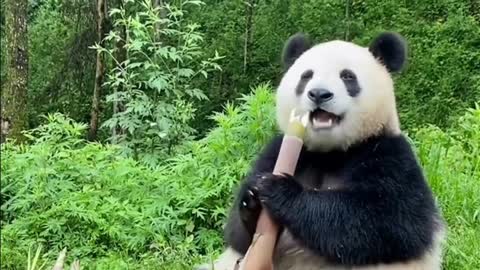 Pandas seen in the zoo look funny when they eat bamboo shoots