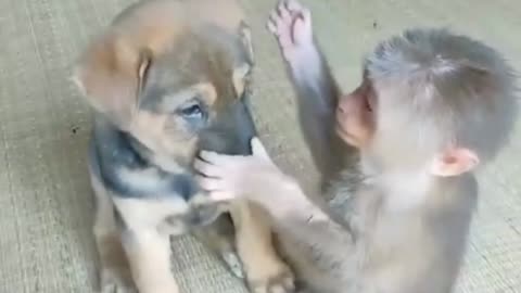 Funny Monkey Playing With Puppy