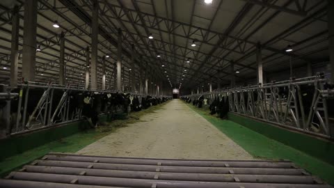 Cows on a farm. Dairy herd. Dairy production