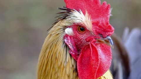 See the most beautiful chicken in the world
