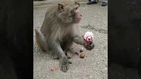 funny monkey video 23