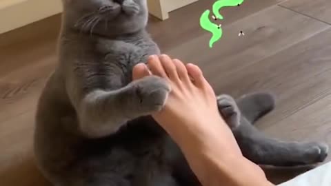 Cats Funny Videos/ So cute