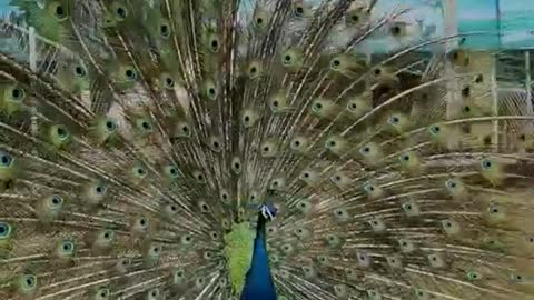 The peacock dance