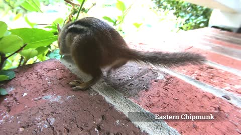 Identify Birds and Wildlife in your Backyard