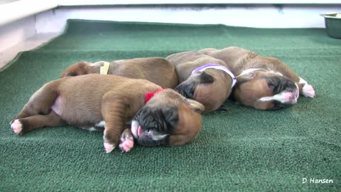 Boxer's Three-Day-Old Puppies Sept 2021