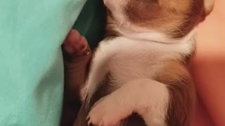Tiny Puppy Dreaming