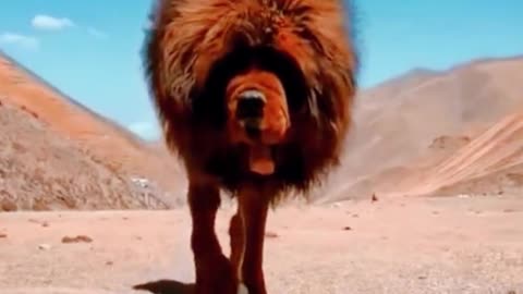 Is this a Tibetan mastiff? Its head looks something like a lion's head