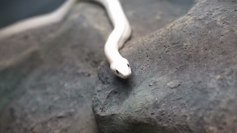 white texas rat snake crawling on stone