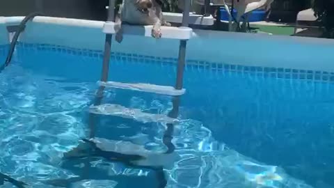 Yorkie uses Step-ladder for the Pool