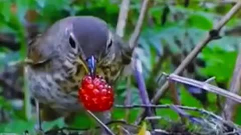 Sparrow feeding babies/ berries