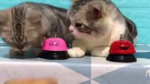 Funny cats are ordering for food