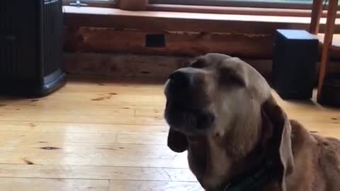 Dog sings to accordion owner glasses