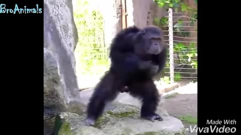 Dancing chimpanzee