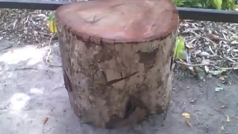 Bench made from the trunk of wood in the park, looks firm to sit on [Nature & Animals]