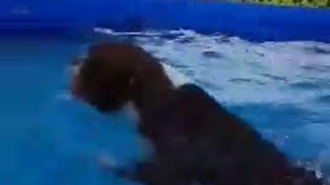 Swimming Dog Gets Super Excited Seeing Dad After Two Weeks Apart 👏🏽