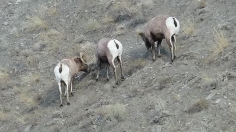 Bighorn Sheep Yellowstone North Entrance