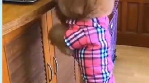 CUTE DOG DRESSED AS LUMBERJACK IS FEEDING HIS FRIENDS 🐶