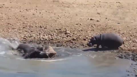 The terrible force of the hippo's mouth.