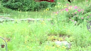 Hummingbird at the Feeder