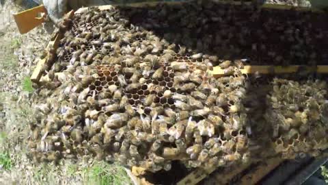 Syrup making, final prep and hive side