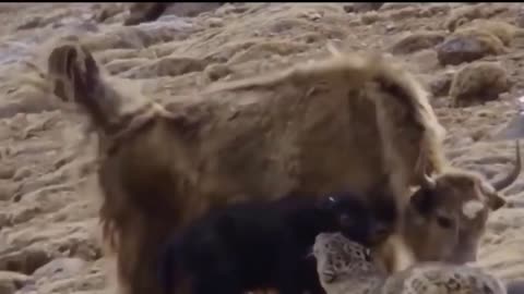 Yaks Fought Snow Leopard With All Her Might To Save Her Baby - Bison Mom Beat Wolf To Save Her Baby