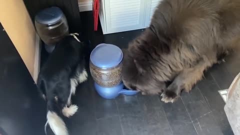 Cavalier hilariously blocks huge Newfie from his own food bowl Cute bravely bear-like big brother
