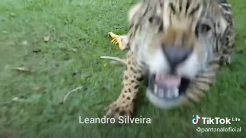 jaguar feeding