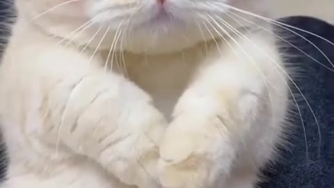 Best Funny Cat Video 😁😁🐈‍⬛🐈‍⬛🐈🐈🐈