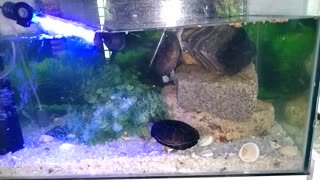 My First Video (Turtles in an Aquarium)
