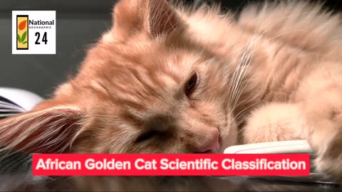African Golden Cat Scientific Classification | National Geographic 24
