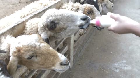 Asian cute child feeding sheep and goat from her hands, Slow motion