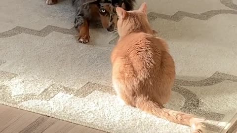 Excited dog desperately tries to befriend grumpy cat