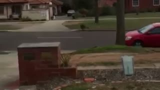 Kangaroo Bounds Down Driveway