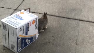 Rabbit Freed From Car and Released
