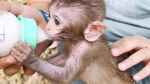 Amazing animals, give milk to baby monkeys, wild animals have no distance#1