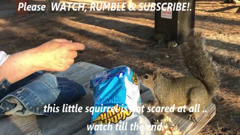 This Little Squirrel is not scared at all!