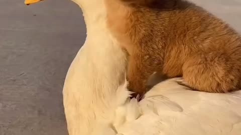 Duck with doggie