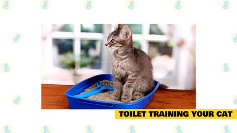 Cat Training easy tips