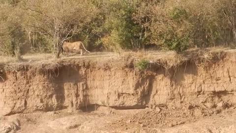 Lion stalking wildebeest during the Great Migration Mara River crossing, Kenya, Africa.