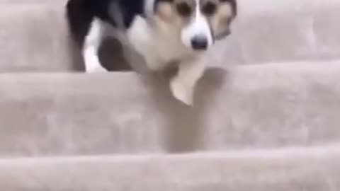 how the dog go downstair