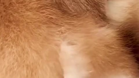 Corgi's cute butt