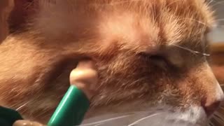 Orange cat getting punched in face with toy
